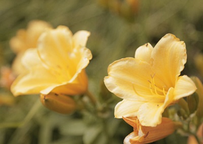 fiori-giardino-coronata-haus